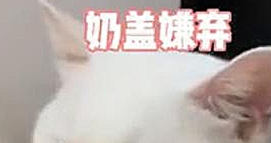 福建泉州：可爱的小奶猫看到主人点了外卖，就好奇凑上来闻一闻