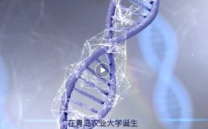 大新闻！中国首只全流程国产克隆猫在青岛农大成功诞生啦！