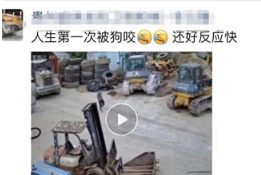 恶犬突袭，贵阳男子化身“打狗武松”走红，男子：真是老虎也得打