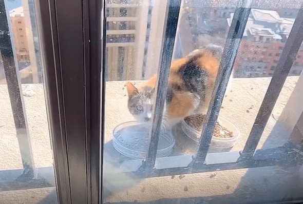 一只流浪猫竟出现在20楼窗外，房主喂养了一个月，它还不愿进屋