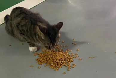 老汉23年收养600流浪猫 每年买猫食支出万元