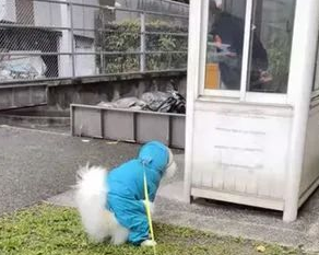 柴犬主遭遇尴尬！网购狗狗衣服竟被误认为情趣内衣，同事羡慕不已！