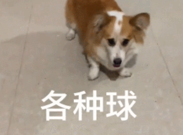 柯基被全村最潦草的狗子霍霍了，生娃堪比开盲盒。柯基主人：你这女婿我不认！！！