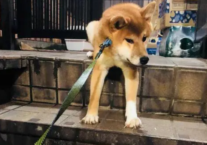 倒霉！猫咪从七楼跳下，砸中遛狗的老人，致瘫痪！狗子不放过猫咪 