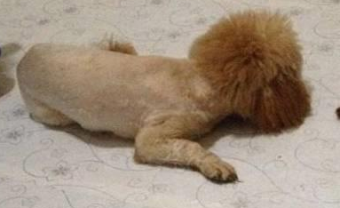 记录下来了两只泰迪犬的成长过程，它们陪伴着小主人，不让其孤单