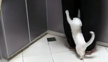 奶奶做饭猫咪这样做，主人：你划到我腿了，猫：我就看今天吃啥饭
