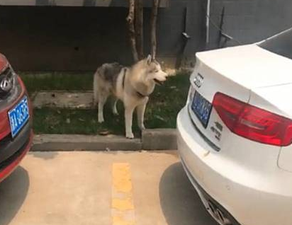 为防拆家，二哈被拴在公司楼下整日嚎叫，嘴里不停地喊“二百五” 