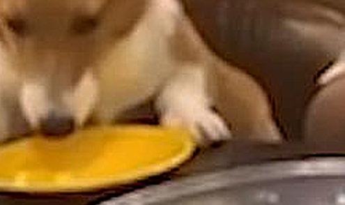 云南玉溪：一女子带她的爱犬与朋友上餐厅就餐