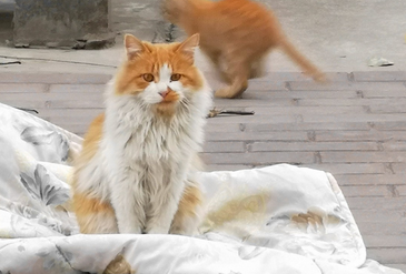 退休女子8次顺走超市猫粮喂流浪猫，因多次盗窃被取保候审