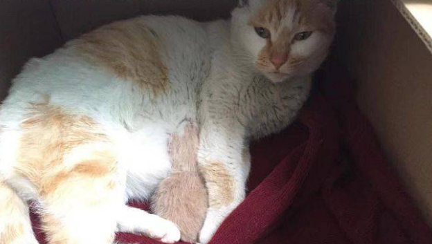 母猫咬了刚出生的幼猫，它是不是脑子有什么问题