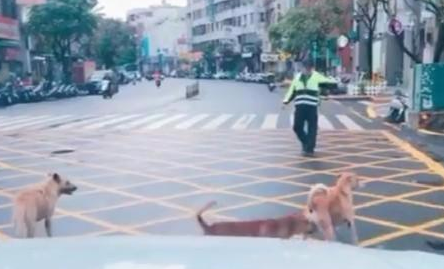 狗狗集体过马路，其中一只狗狗站在原地发呆，交警赶紧过来指挥它