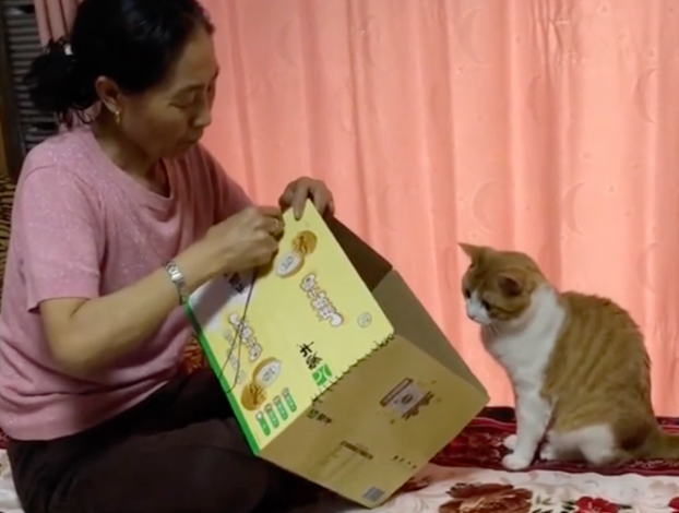 老妈攒两年猫毛给猫做被子，网友：亲生的都没这待遇…