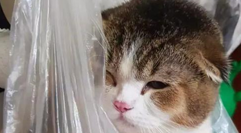 下班回家发现花瓶碎了，主人气得把猫咪全都挂起来，画面高萌