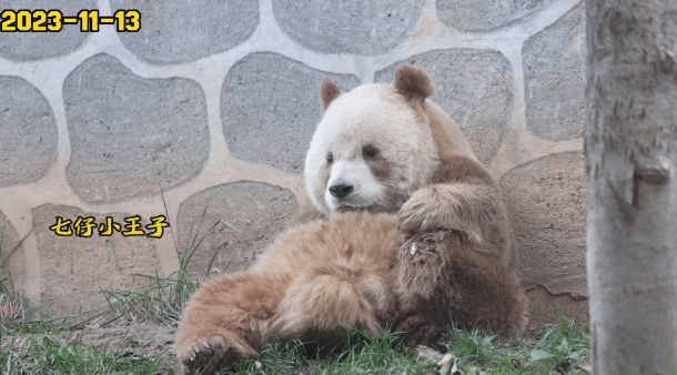 大熊猫七仔连睡觉jiojio都在打拍子，网友：此熊有八百个心眼子