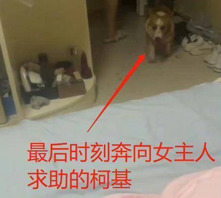 山东男子虐杀柯基犬，事后还威胁妻子，他家人的态度更是冷漠如冰 