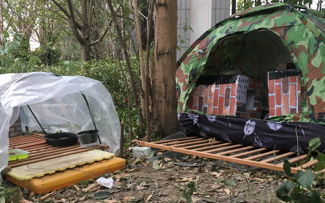 善待流浪猫，就是善待人类自己