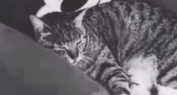外卖员送餐后结束了流浪猫的生命，发人省醒，流浪猫做错了什么？