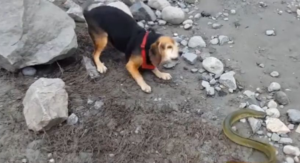 狗狗一口咬住电鳗，下一秒千万憋住别笑，镜头拍下全过程