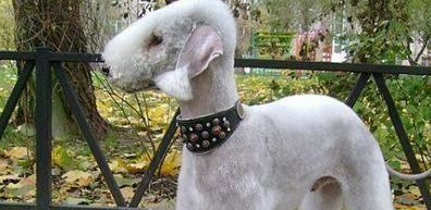 长相最特别的狗，完全是犬中异类，网友：那明明就是只羊