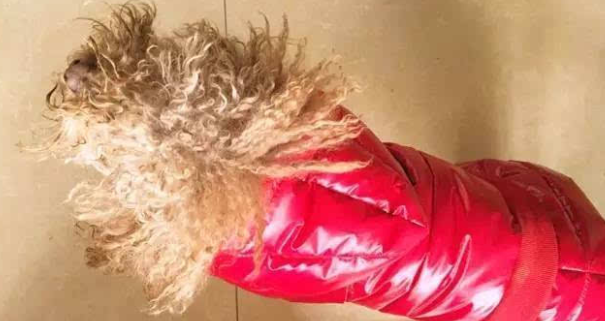 女主人外出期间把泰迪交给婆婆带，半年后回来都崩溃了！ 