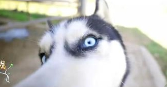 哈哈农夫看门“恶犬”，却遭王源的疯狂嘲讽，汪：我不要面子吗？