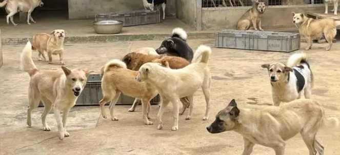 实地探访绵阳流浪犬的“家”：“这不是终点站，只是一个中转站”