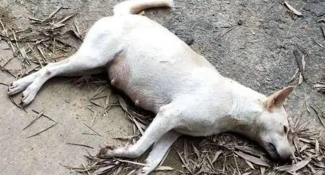 父子俩制作弓弩用毒镖抓狗，一个月毒死上百条狗，月入2万多被抓 