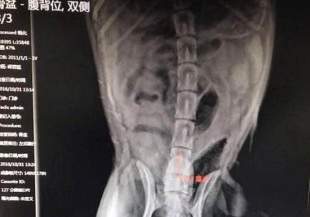 成都一只哈士奇拆家遭毒打捆绑丢小区，网友：太残忍了！ 
