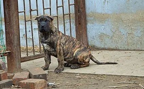虎斑犬咬住警察裤腿不放，警察跟上去后大呼：太聪明了