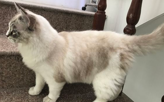 这只布偶猫不让网友抱，看到网友过去它就跑！