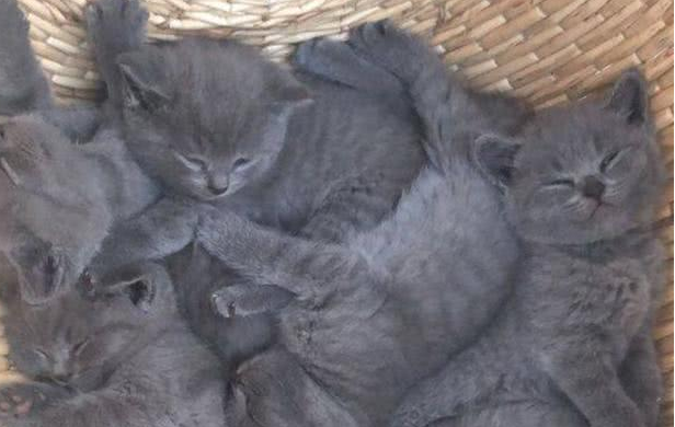 女孩上街卖猫，蓝猫50块钱一只，网友：这一篮最少也得一万块钱