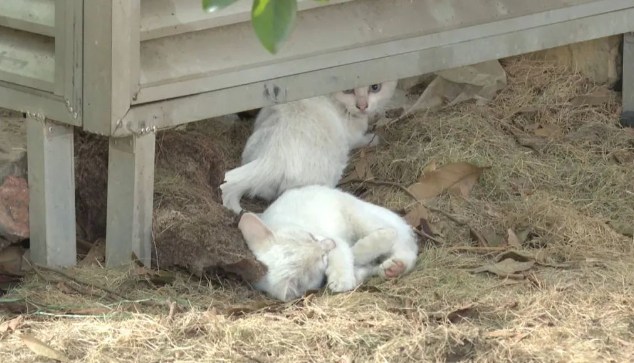 广场十多只流浪猫突然消失，市民怀疑遭遇不测