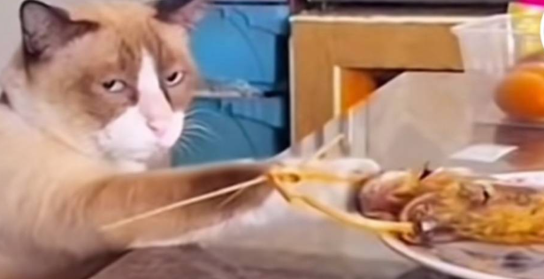 偷吃的猫咪，贼眉鼠眼的表情太搞笑了