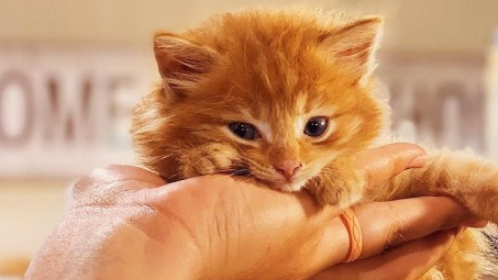 大狗对小橘猫一见钟情，将它当成自己的小孩一样照顾！