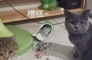 两只猫打碎花瓶，女子准备揍猫时看到花瓶里的东西，顿时露出坏笑