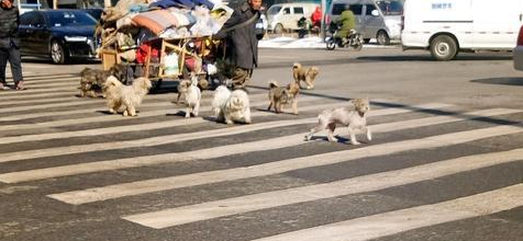 狗狗集体过马路，其中一只狗狗站在原地发呆，交警赶紧过来指挥它