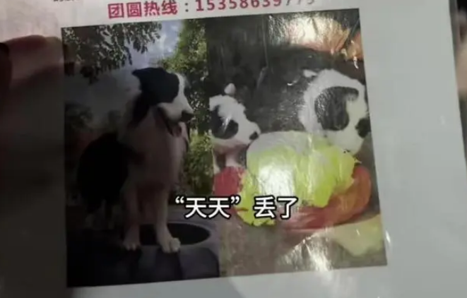 边牧被揍后离家出走 主人：悬赏2000元寻找，附赠满月狗崽一只