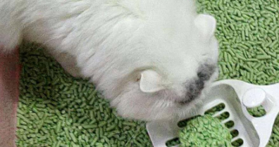 猫咪拉完屎之后！网友看完表示：是我家猫咪没错了