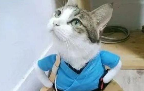 给虎斑猫准备了一件衣服，穿上后秒变傲娇小公主，萌感剧增
