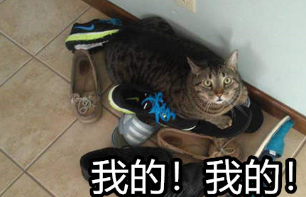 爱上鞋子的喵星人，什喵？这双鞋子没有我的码