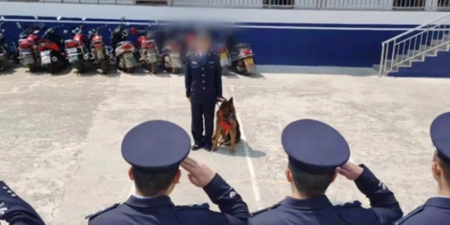 退役警犬“离家出走”，回望一瞬看哭了