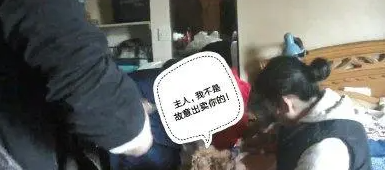女嫌犯被泰迪出卖，泰迪：我举报主人可以晋升警犬吗