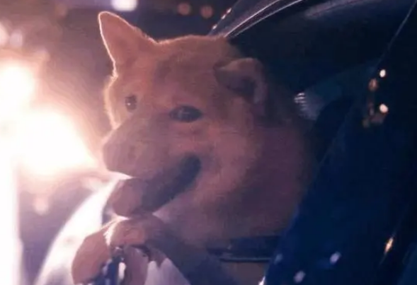 铲屎官开车带柴犬兜风，柴整个身体都探出窗外，路人：狗要跳车啦