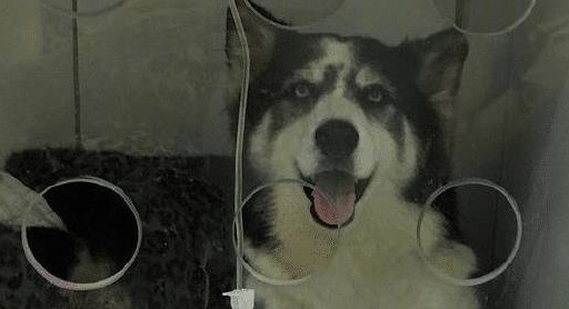 哈士奇被当成生育工具，靠吃自己排泄物生活，还被毒打至下肢瘫痪