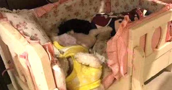 泰迪狗生日，主人给它买了一张大床，没想到第二天它却“扑街”了