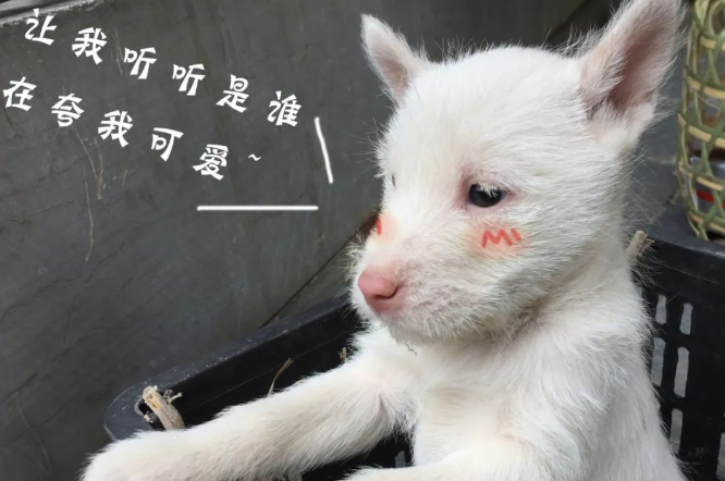 赶紧围观！下司古镇来了群无敌小可爱
