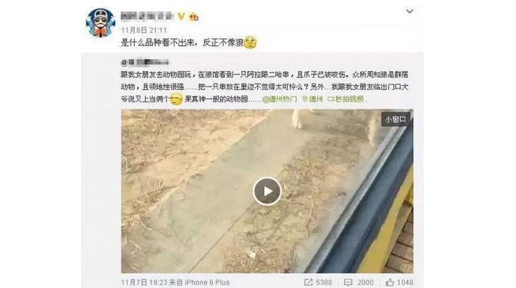 山东一动物园狼舍现哈士奇 园方:在狼群中有地位