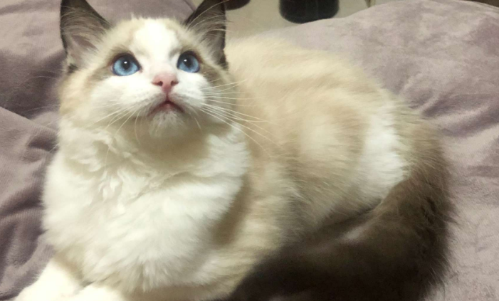 男子养了一只布偶猫，来年收获一群的小布偶，真心是赚大了