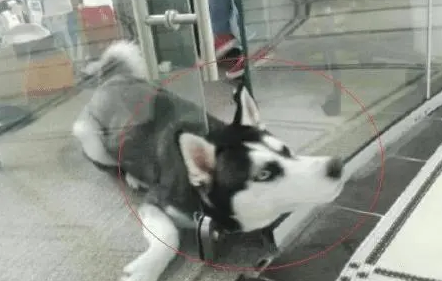 二哈的脑袋被门夹了，主人哭笑不得，网友：这绝对是纯种二哈
