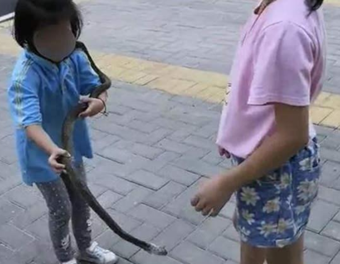 遛蛇可以让孩子练胆？专家：更应加强保护野生动物教育